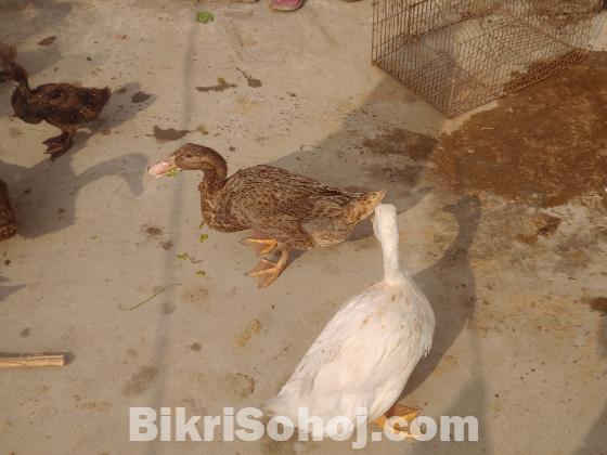 বিভিন্ন ধরনের হাঁস-মুরগি খরগোশ